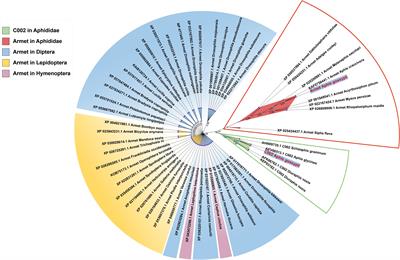 AgoArmet and AgoC002: key effector proteins in cotton aphids host adaptation